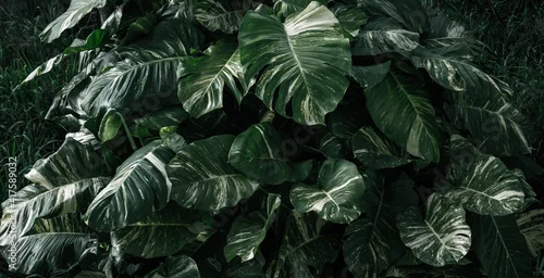 Panel kuchenny z motywem Ciemno zielone naturalne tło, tropikalne liście monstera.