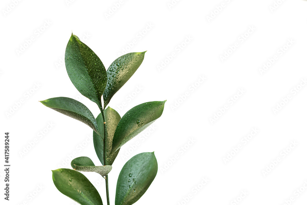 one branch of a plant with green leaves on a white isolated background. water drops on the leaves of the plant one branch of a plant with green leaves on a white isolated background. water drops on the leaves of the plant