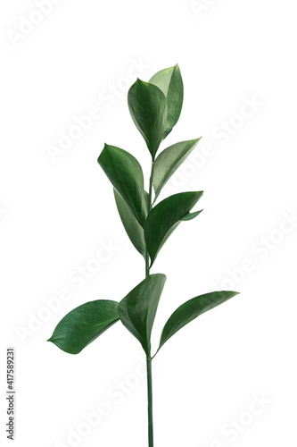 Fototapeta Naklejka Na Ścianę i Meble -  one branch of a plant with green leaves on a white isolated background