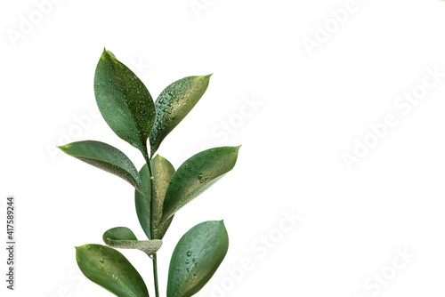 one branch of a plant with green leaves on a white isolated background. water drops on the leaves of the plant