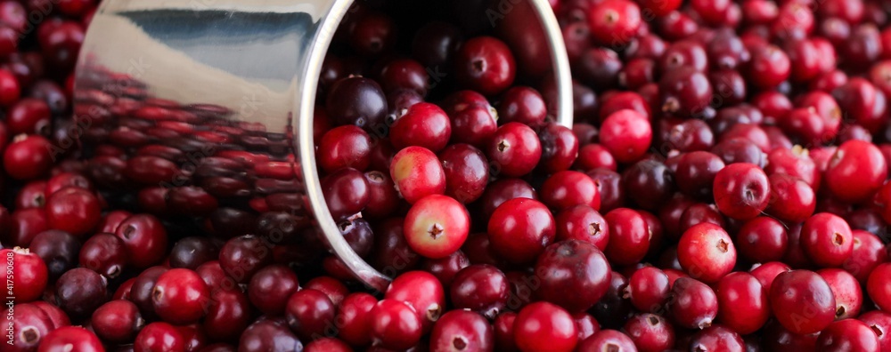 Ripe fresh cranberries with stainless steel mug as natural, food, berries banner. Selective focus.	