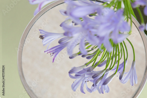 Agapanthus