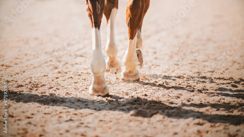 The legs of a sorrel horse, which steps with its hooves on the sand in the arena, illuminated by the bright sunlight of the day.