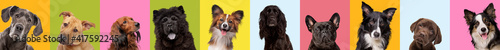 Collage of ten different dog breeds on multicolored bright background