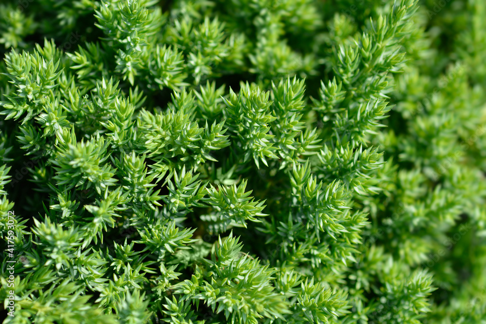 Dwarf Japanese garden juniper Dwarf Japanese garden juniper