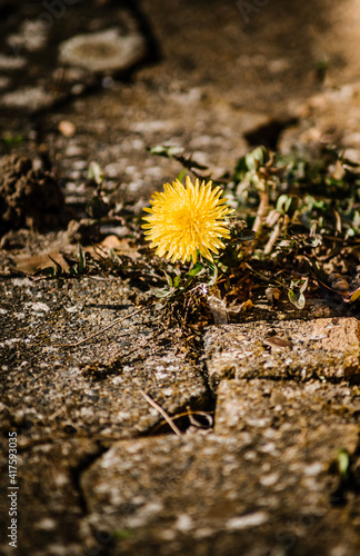 Dandelion on the stone