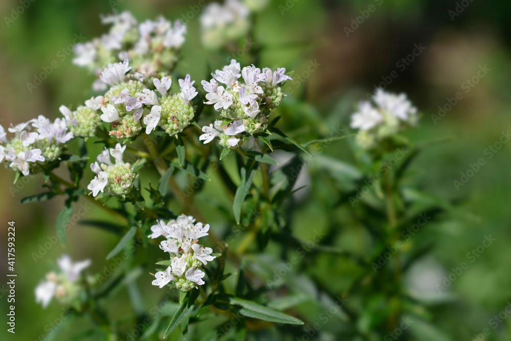 Virginia mountain mint Virginia mountain mint