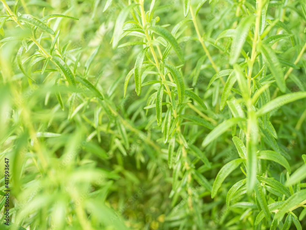 Rosmarinus officinalis, Salvia rosmarinus, commonly known as rosemary fresh green foliage Rosmarinus officinalis, Salvia rosmarinus, commonly known as rosemary fresh green foliage