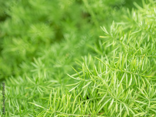 Green fresh foliage of the Asparagus densiflorus also known as the asparagus fern, plume asparagus or foxtail fern. Selective focus.