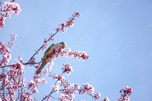 春のインコ