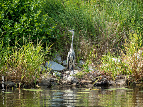 Bird Spreewald