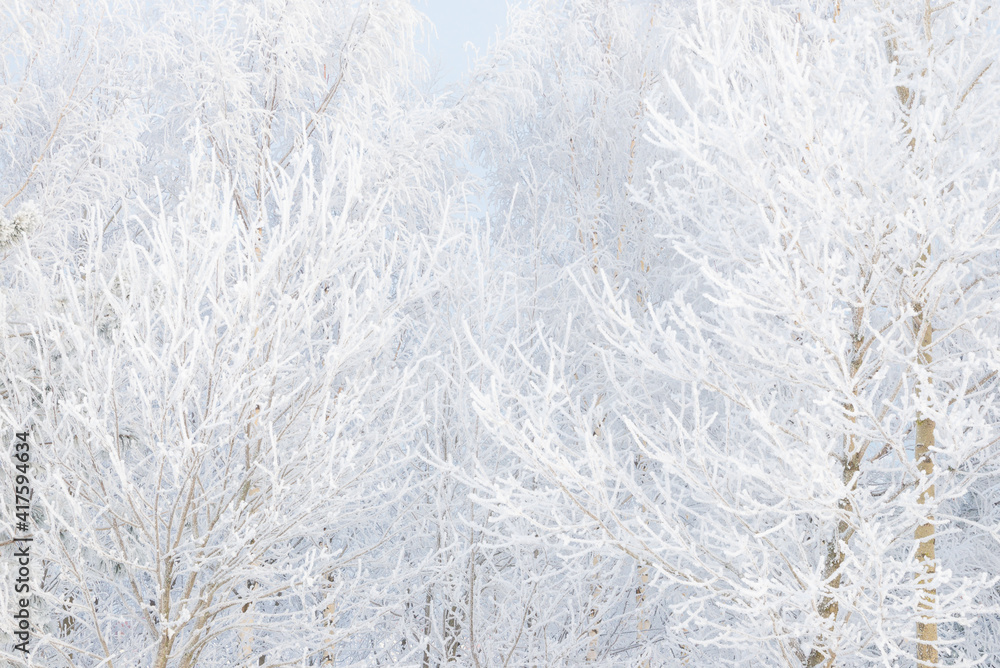 Winter landscape, trees in the snow Winter landscape, trees in the snow