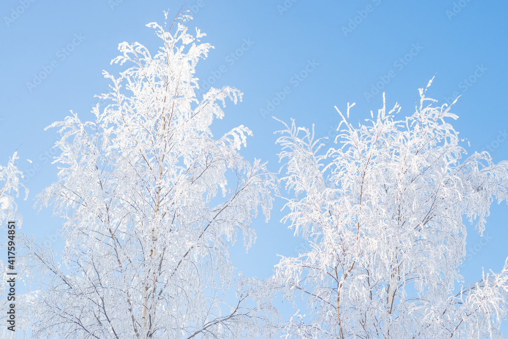 Winter landscape, trees in the snow