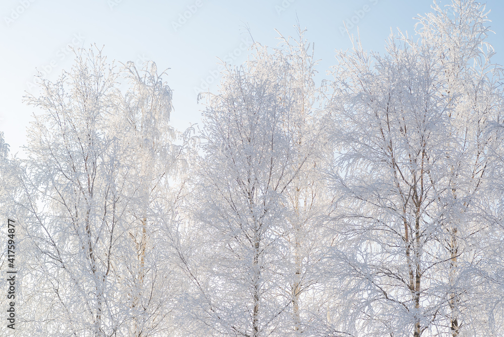 Winter landscape, trees in the snow Winter landscape, trees in the snow