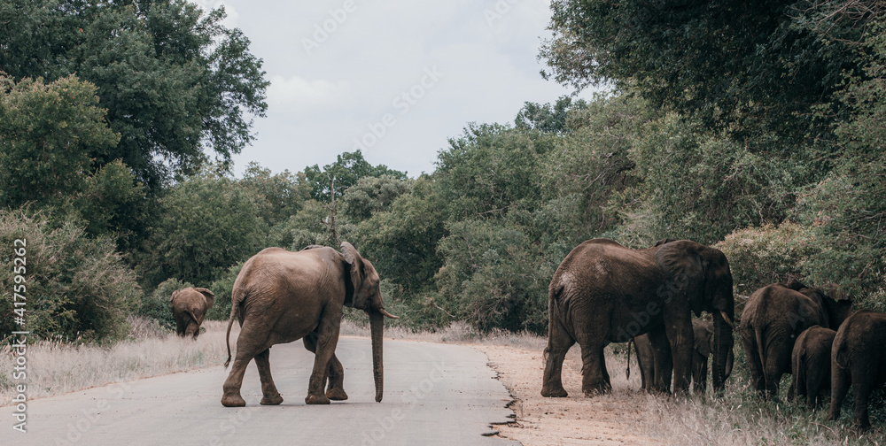 A herd of elephants walking across the road and into the bush