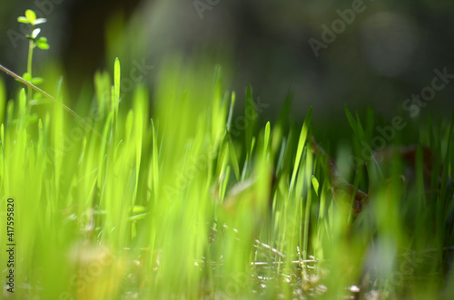 The first green grass in the spring forest. Young green grass. Green meadow in spring sun rays