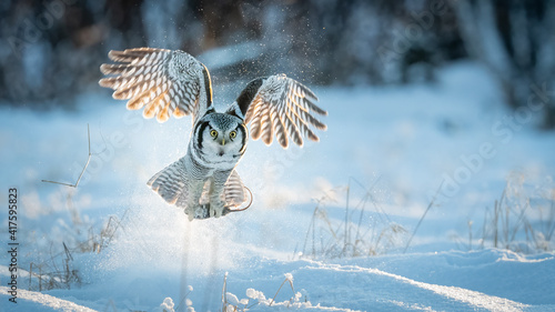 Canvas-taulu Northern Hawk owl (Surnia ulula) catching a mouse in minus 30 degrees celsius in