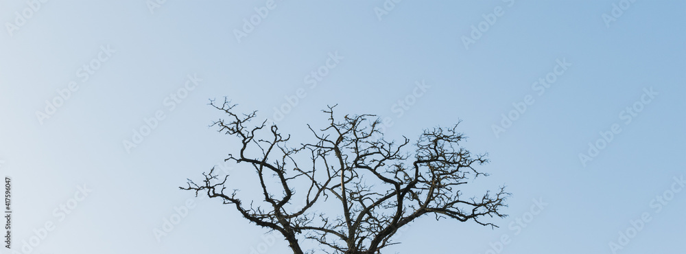 A lone leafless tree against a blue sky A lone leafless tree against a blue sky