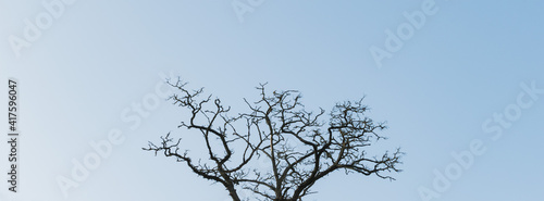 Obraz na plátně A lone leafless tree against a blue sky
