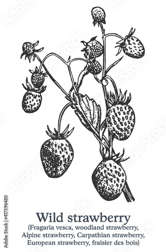 Wild strawberry. Vector hand drawn plant. Vintage medicinal plant sketch.