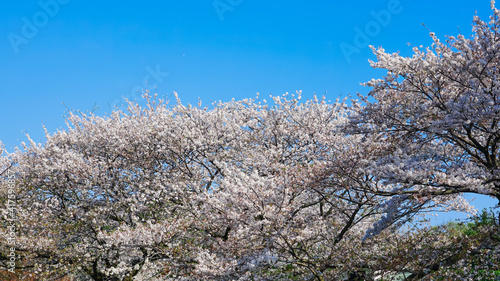 春の公園「神奈川県立四季の森公園」桜の花