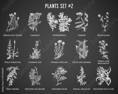 Vector hand drawn plants set on black background