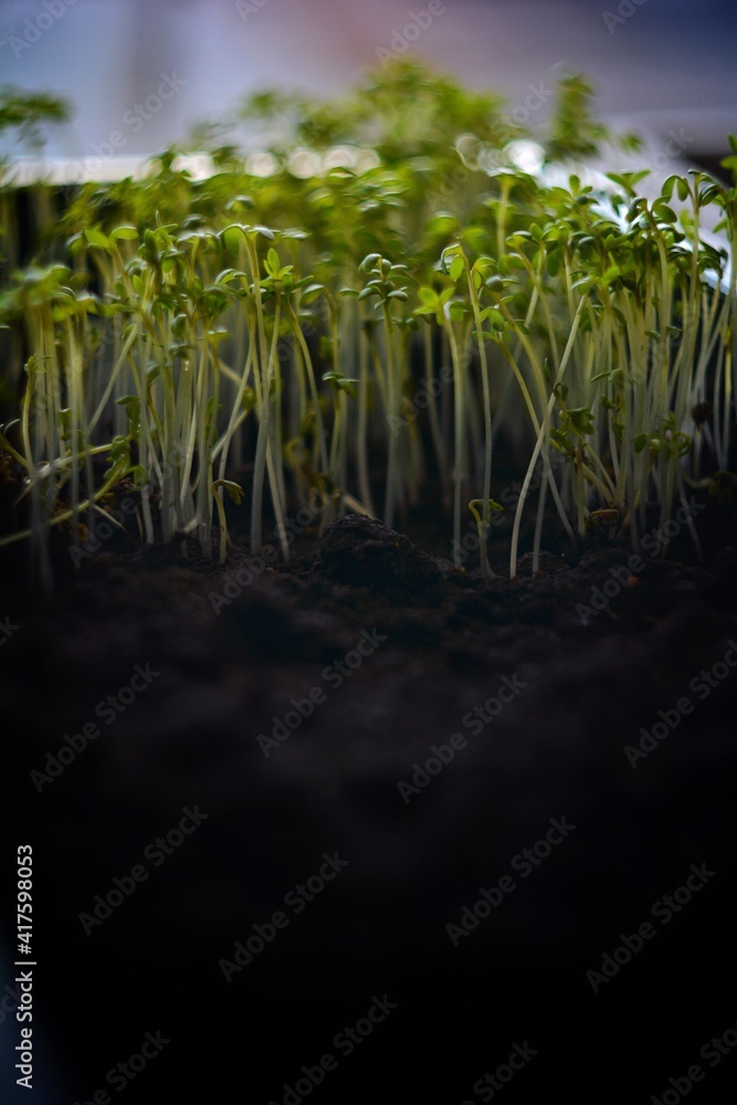 Fototapeta premium spring seedlings