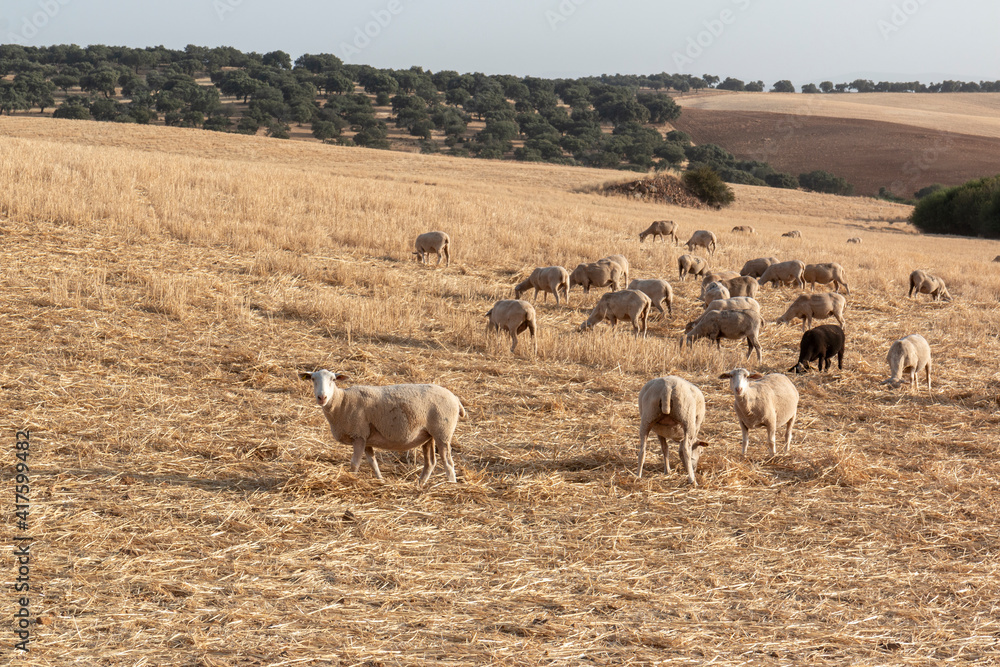 Sheep grazing in a dry cereal field