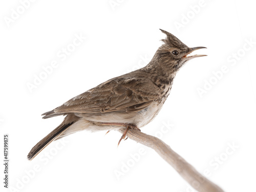 Crested lark singing on a white background