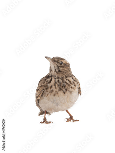 Crested lark stands isolated on white background