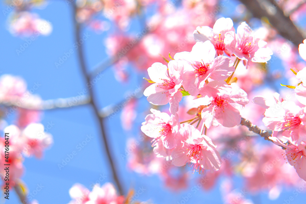 さくら 桜 ピンク サクラ 花 満開 美しい きれい 花見 穏やか 青空 入学