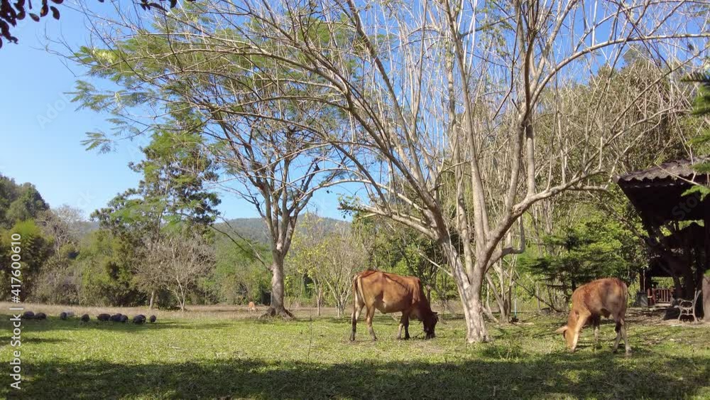 Two beautiful red cows feeding on grass in the farm. Two beautiful red cows feeding on grass in the farm.