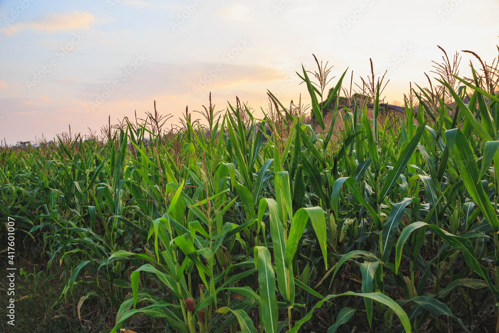 Fototapeta premium Corn field