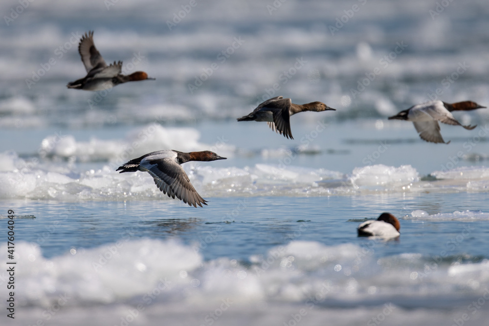 Obraz premium canvasback ducks in flight over water and ice