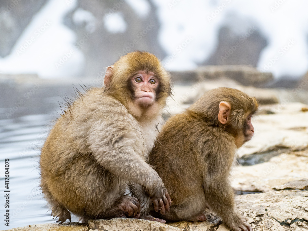Japanese snow monkey sitting beside hot spring 11