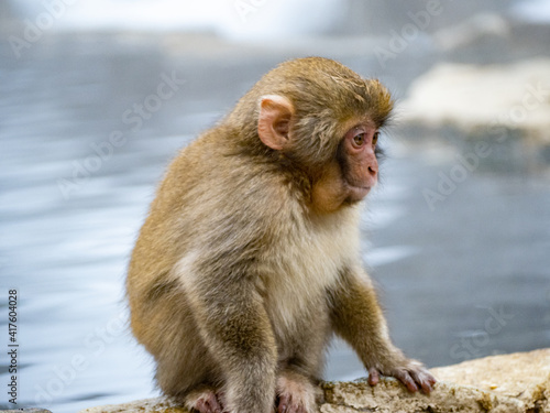 Young Japanese snow monkey beside hot spring 10 © Hanstography