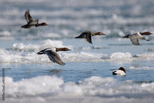 canvasback ducks in flight over water and ice