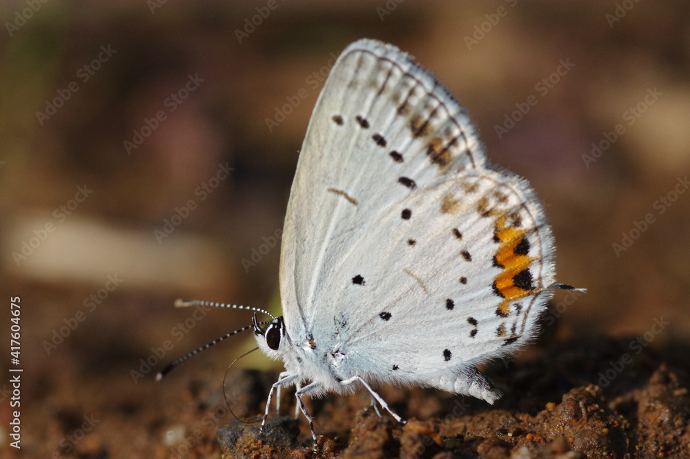 Obraz premium Everes argiades