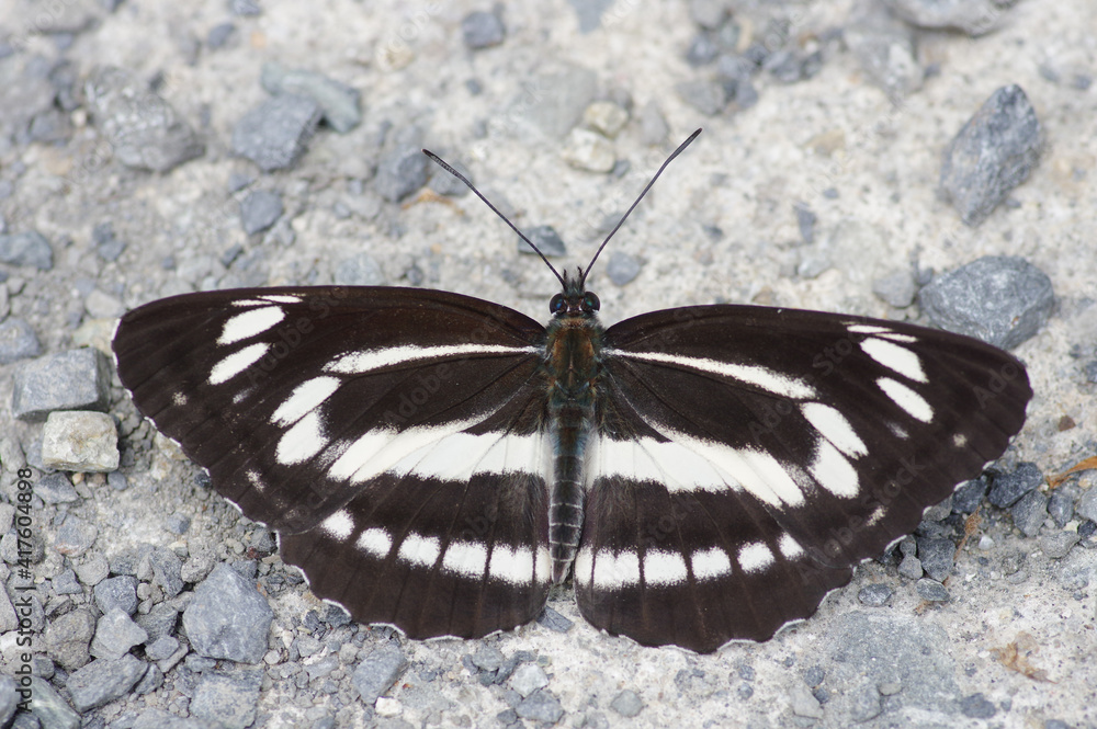 Neptis philyra Neptis philyra