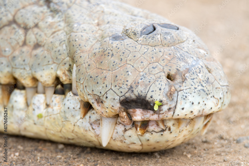 Fototapeta premium Kruger National Park: close up of a Nile crocodile head and snout