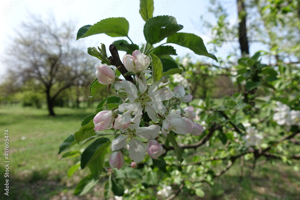 Pale pink flowers of apple tree in April Pale pink flowers of apple tree in April