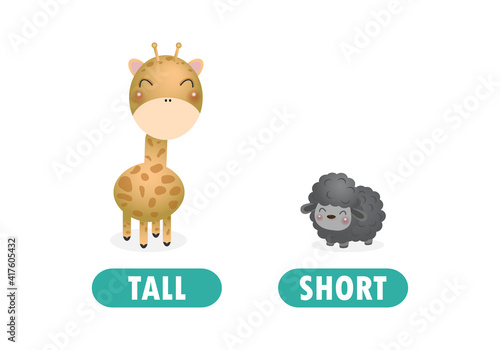 Opposite tall and short, Words antonym for children with cartoon characters cute little sheep with giraffe, funny animal Flat vector illustration isolated on white background