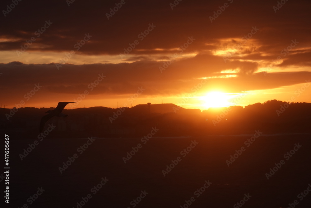 sunset and seagull