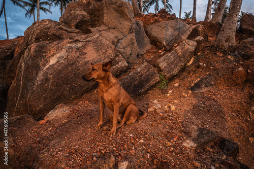 Fototapeta Naklejka Na Ścianę i Meble -  Dziki brązowy pies na tle  brązowych skał na wybrzeżu.