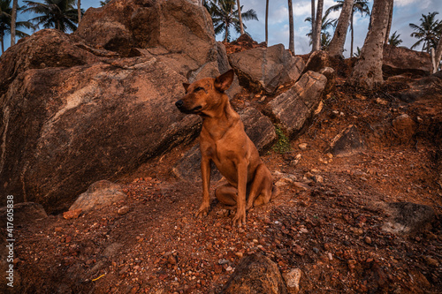 Fototapeta Naklejka Na Ścianę i Meble -  Dziki brązowy pies na tle  brązowych skał na wybrzeżu.