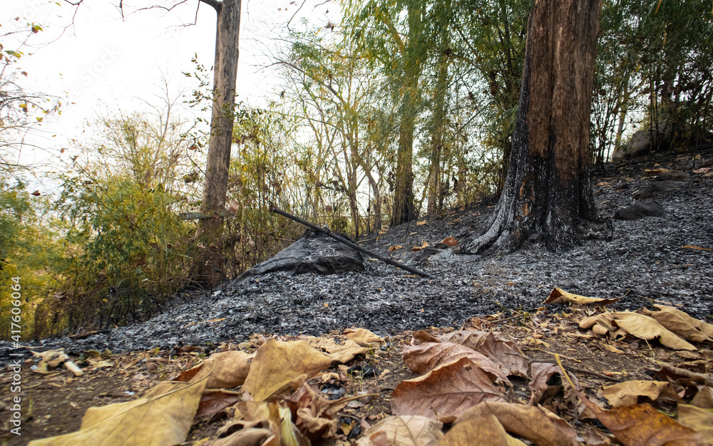 Obraz premium Burn the forest. PM2.5 haze problem and forest after being burnt in thailand.