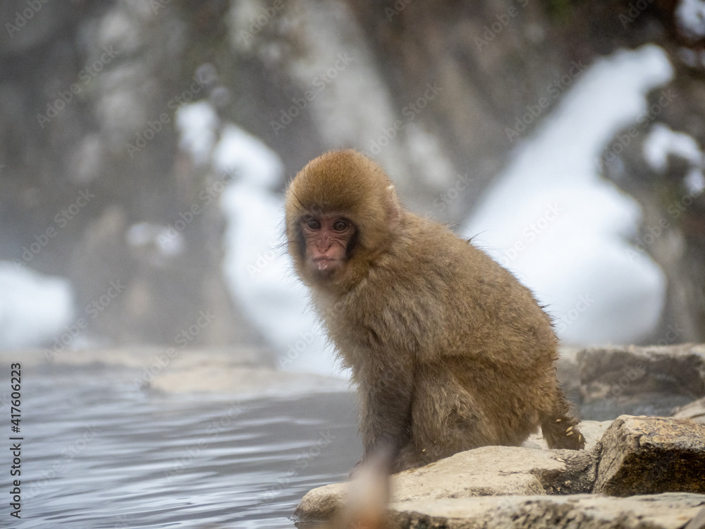Naklejka premium Japanese snow monkey sitting beside hot spring 19
