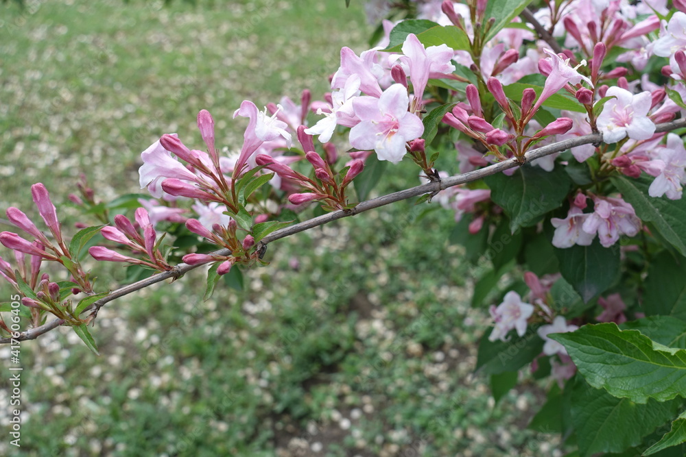 Thin branch of Weigela florida with buds and pink flowers in mid May Thin branch of Weigela florida with buds and pink flowers in mid May