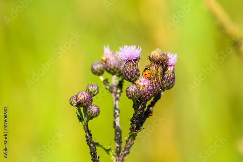 Ladybug on a solitary plant  photo