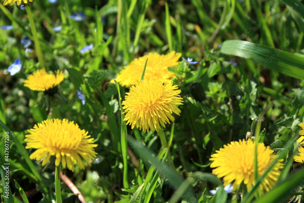 Yellow dendelions growing in the green grass. First spring flowers.